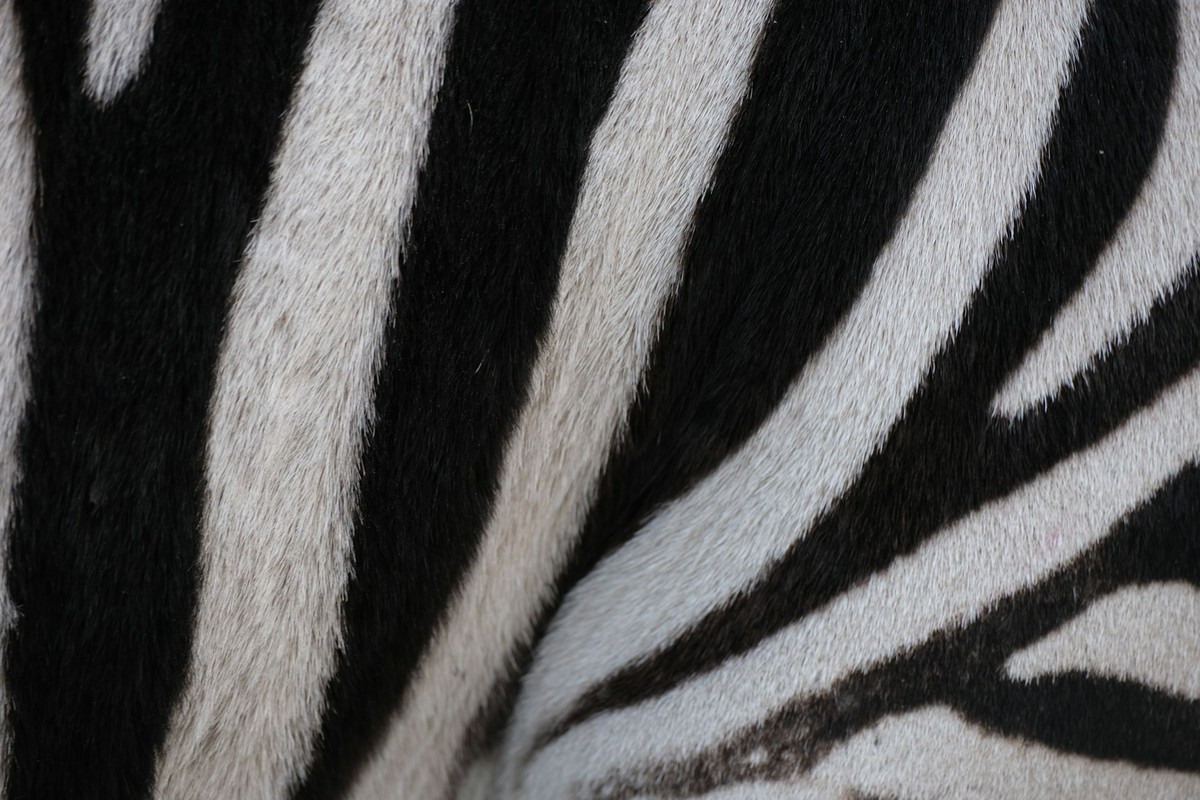 Zebra Hero Logo
